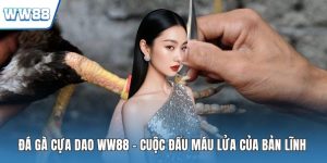 Đá gà cựa dao