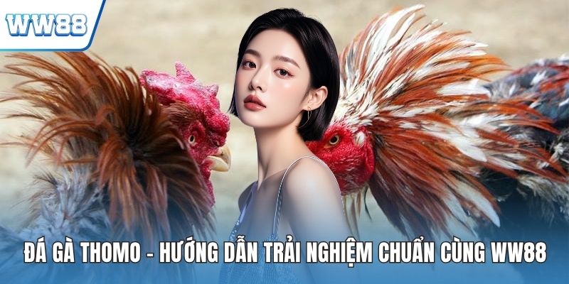 Đá gà thomo
