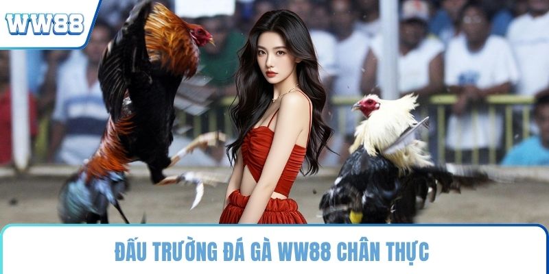 Đấu trường đá gà WW88 chân thực