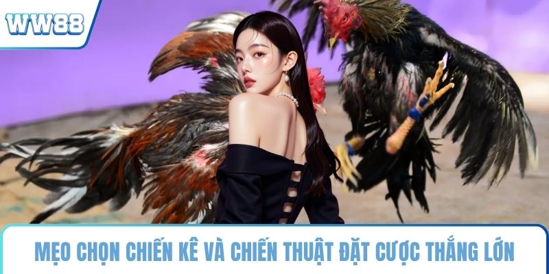 Mẹo chọn chiến kê và chiến thuật đặt cược thắng lớn