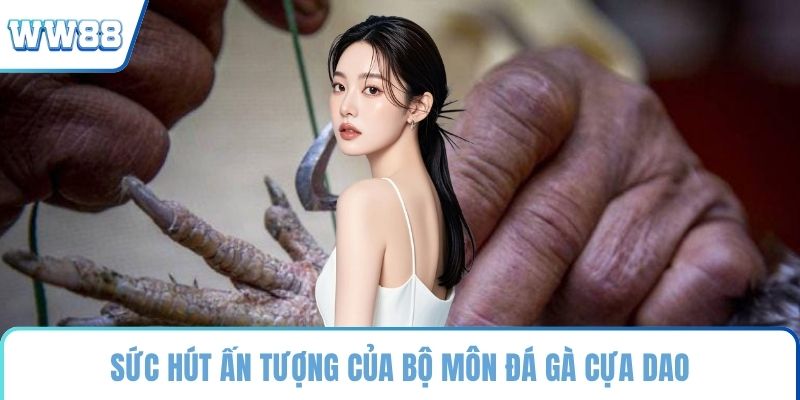 Sức hút ấn tượng của bộ môn đá gà cựa dao